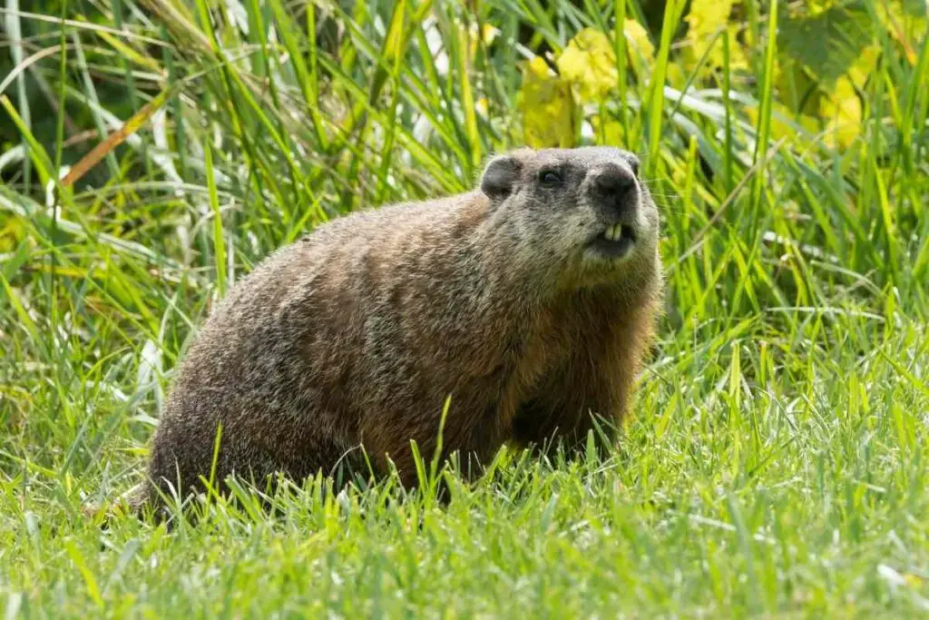 Groundhog sharp teeth