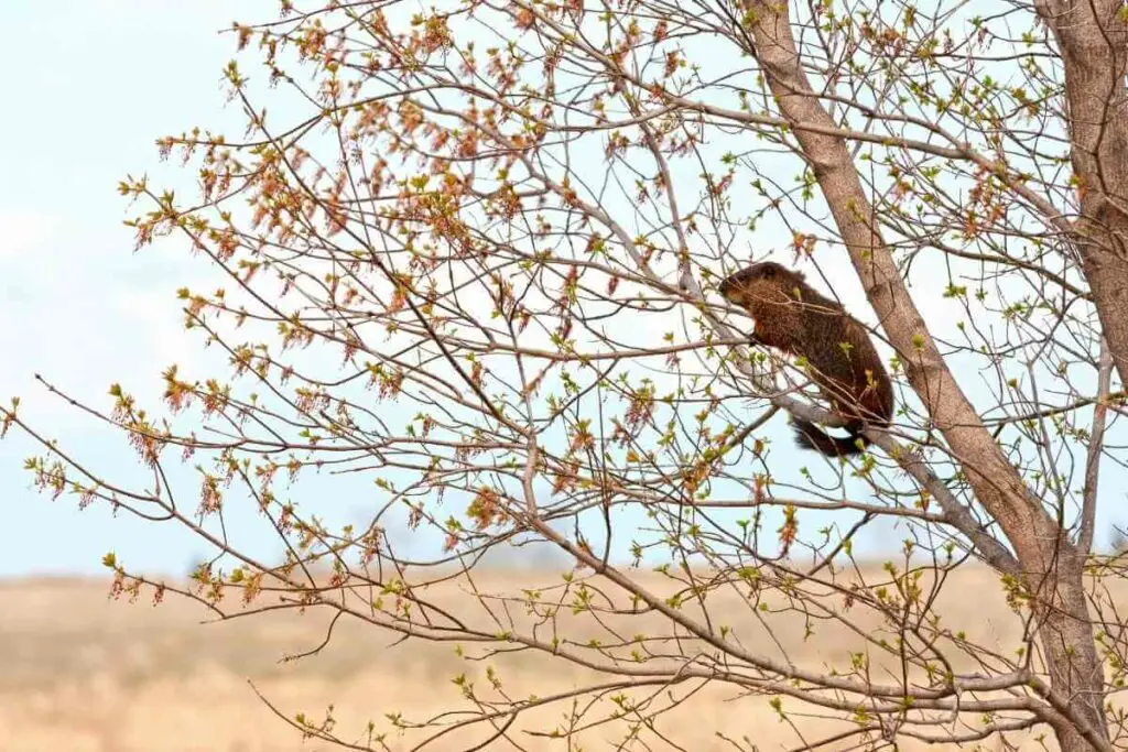 Groundhog climbing a tree reasons