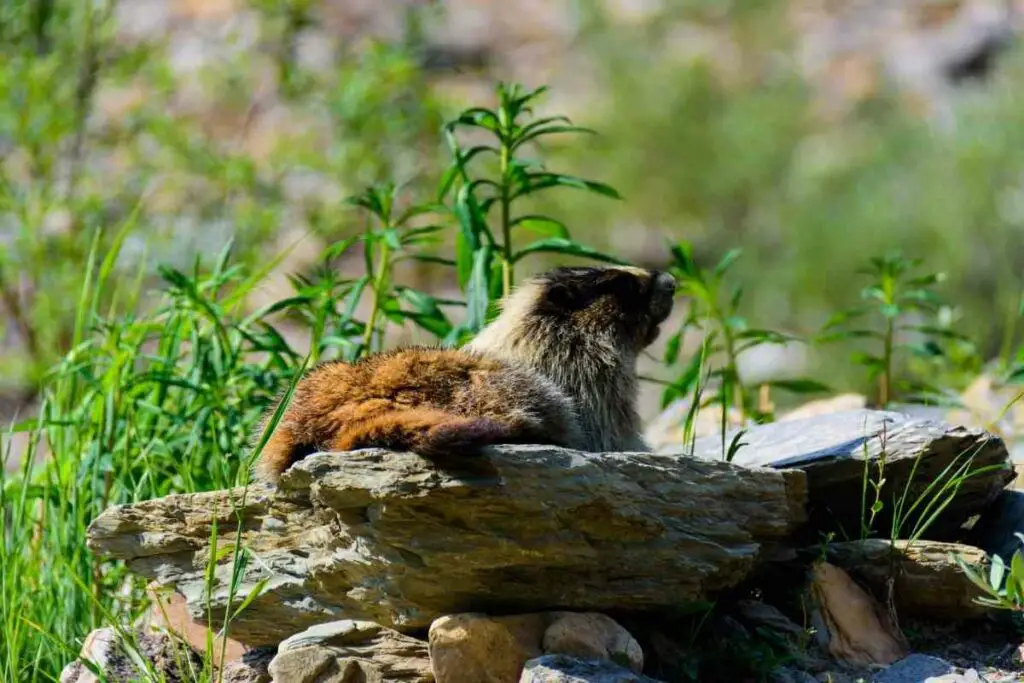 Groundhog looking for food