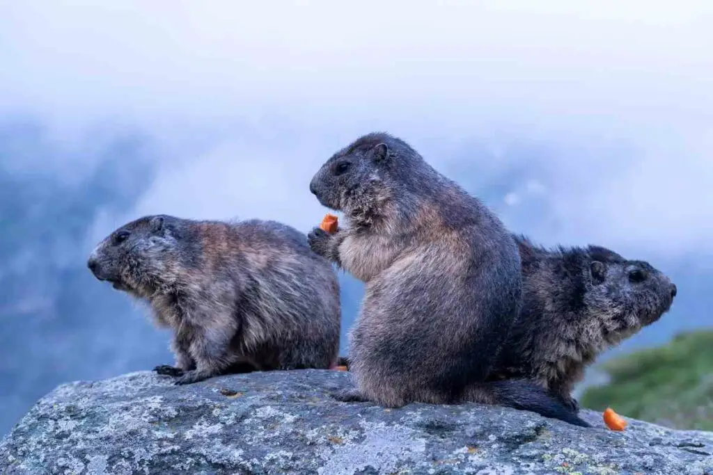 Groundhogs eat plants not snakes