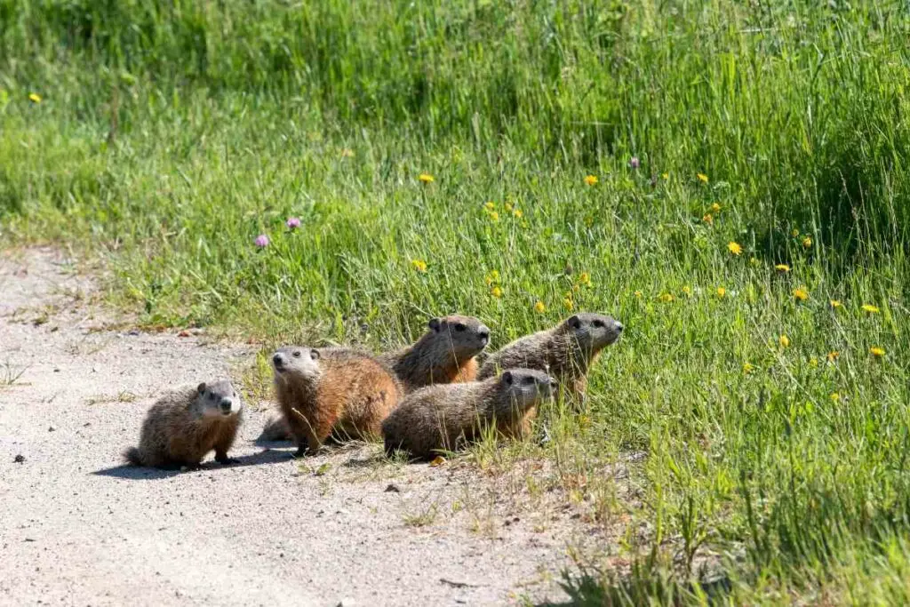 Groundhogs eat vegetables not snakes