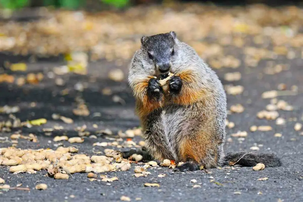 Groundhog eating peanuts