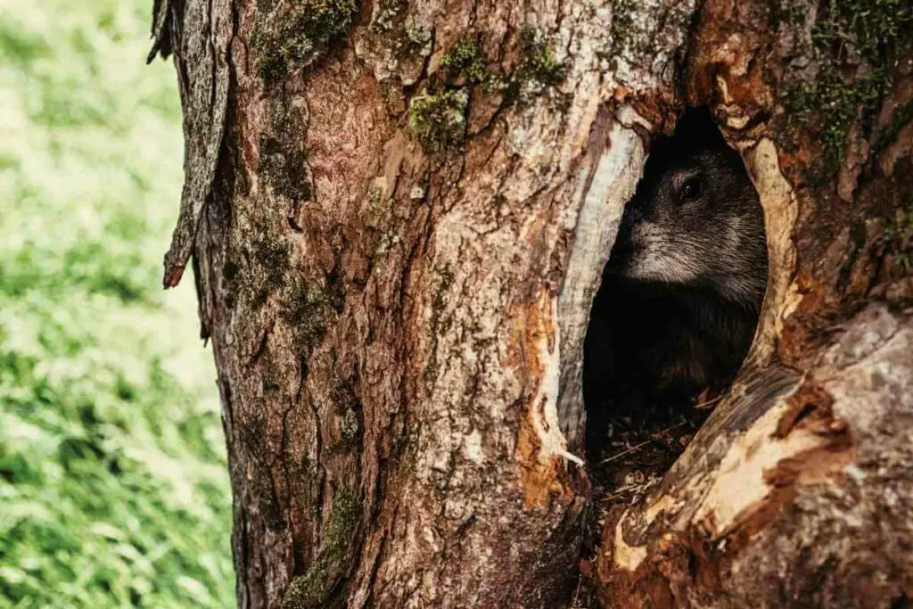 Groundhog in a tree crack