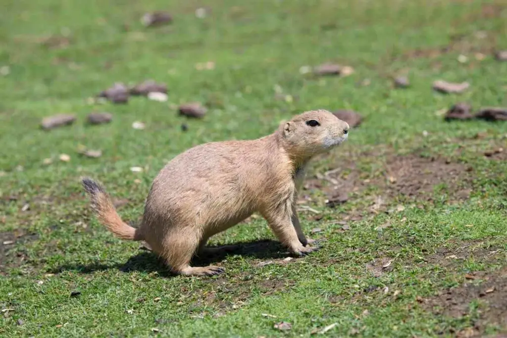 Gunnison's Prairie dog Cynomys Gunnisoni