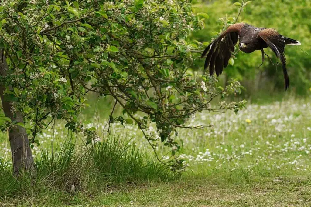 Harris's hawk in United States