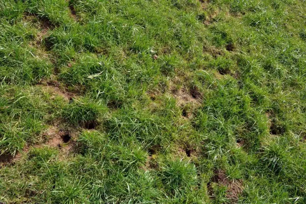 Animal digging holes in backyard