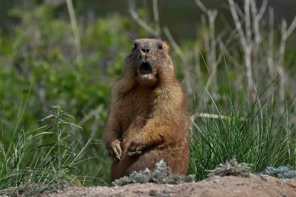 How Many Teeth Does a Groundhog Have?