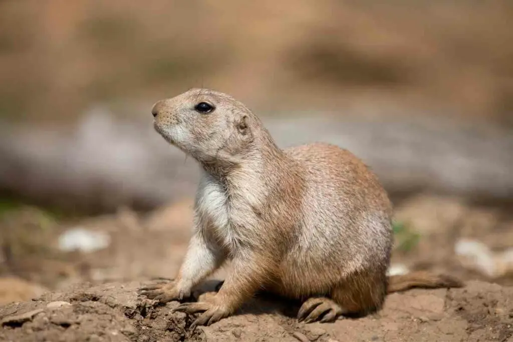 How to Get Rid of Prairie Dogs