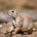How to Get Rid of Prairie Dogs