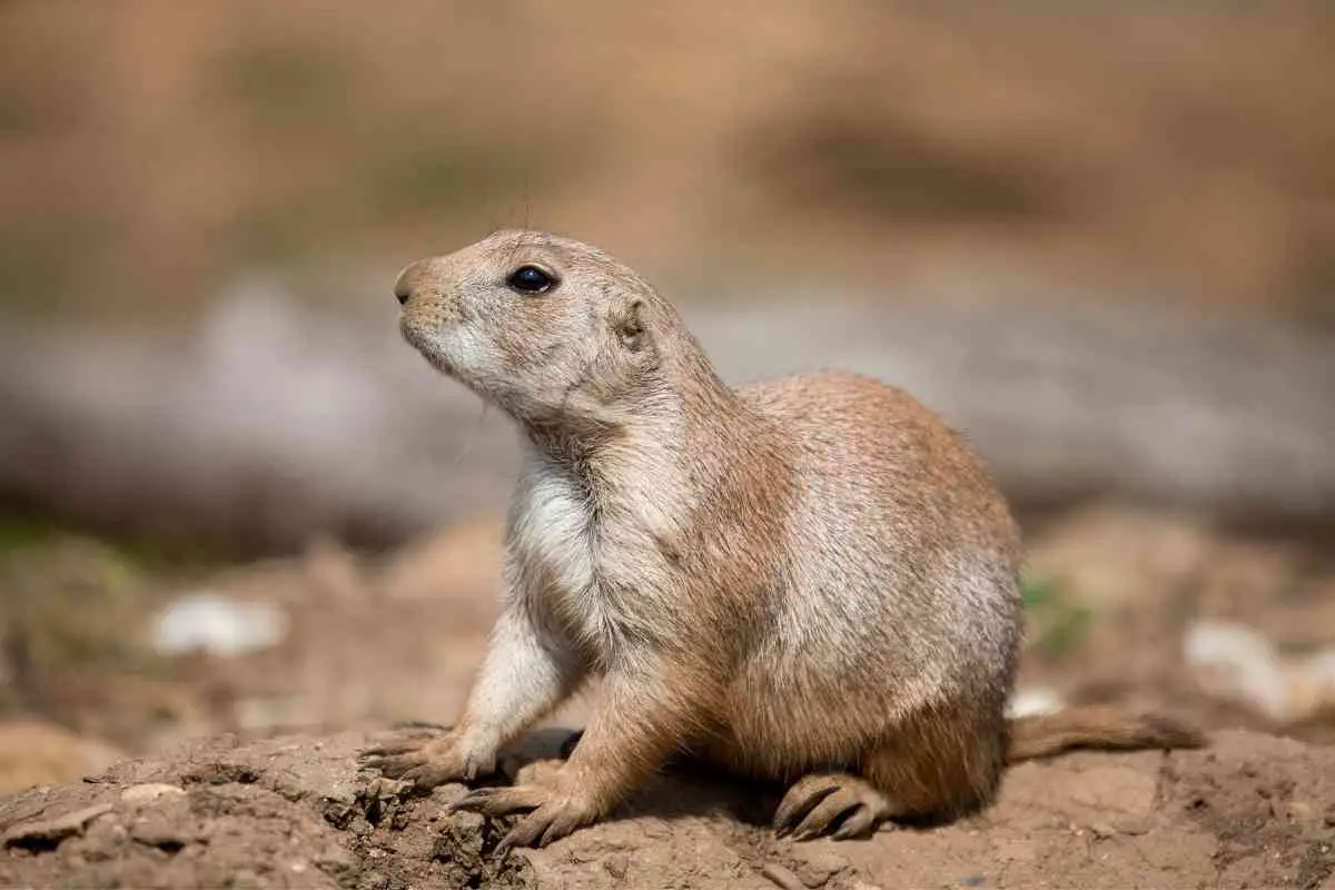 How to Get Rid of Prairie Dogs from your Backyard  | Hutch and Cage