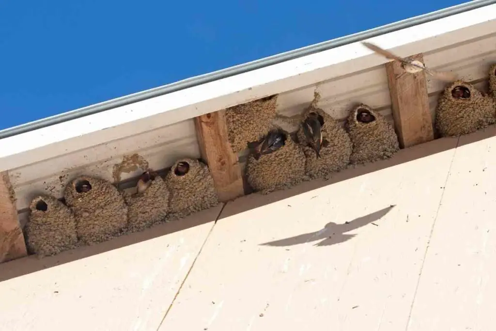 How Do You Knock Down a Swallow’s Nest?