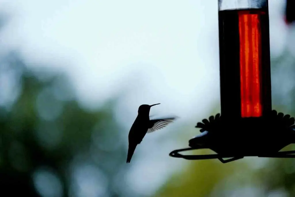 Hummingbird bird nectar