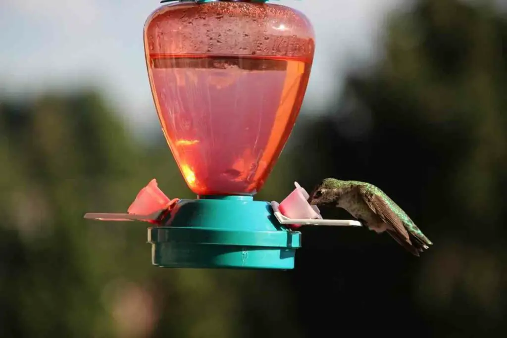 Hummingbird nectar eating in the sun