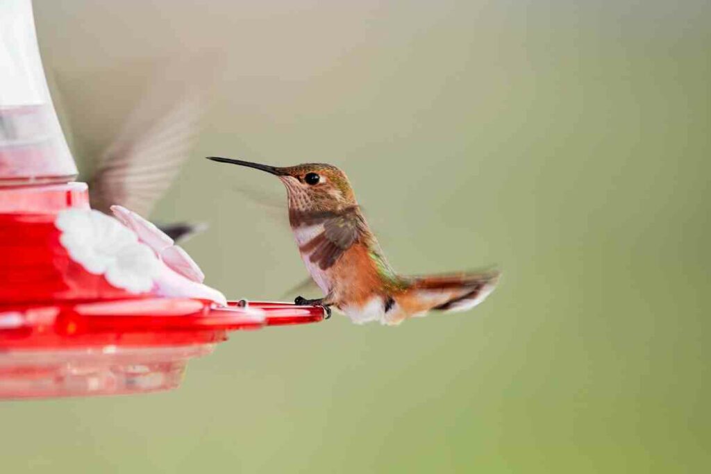 Red glass hummingbird feeder