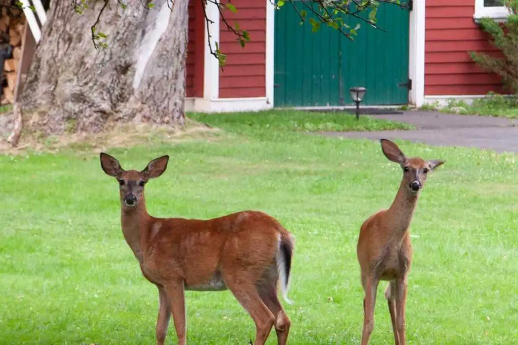 Keep deer away from your flowers