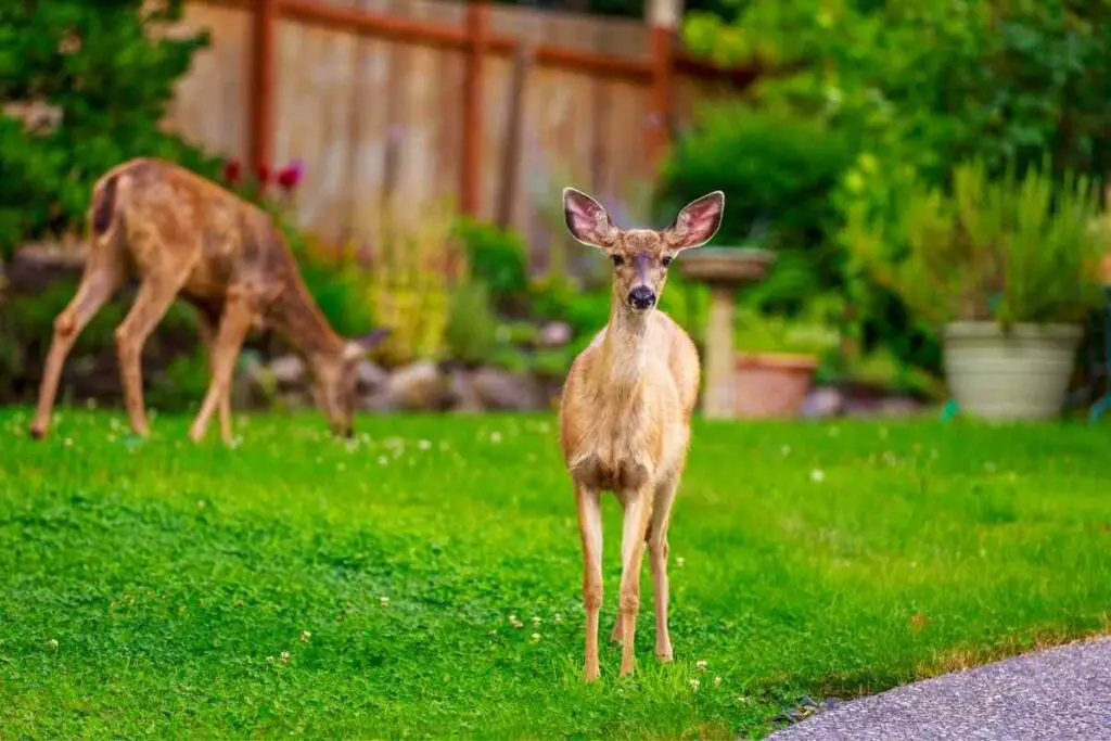 Keep deer away from your backyard