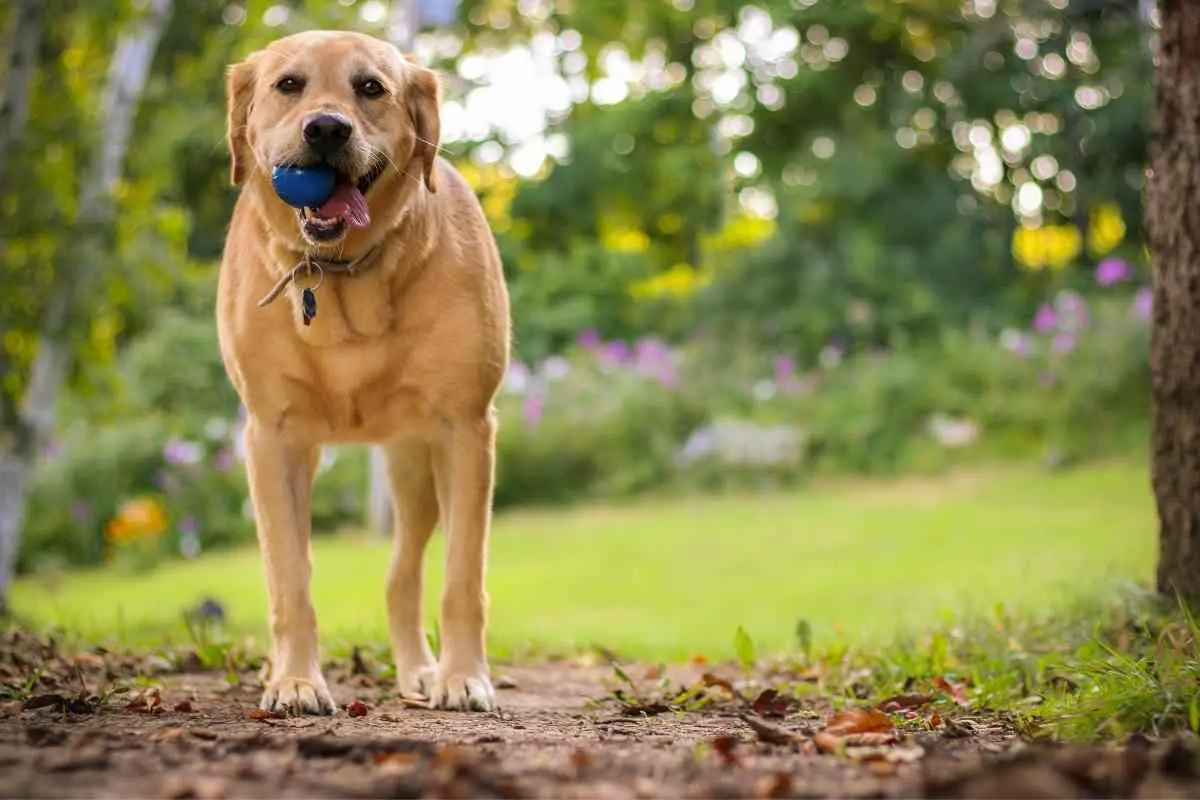 Will a Groundhog Attack a Dog?