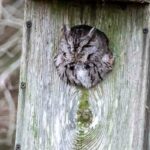 How to Keep Squirrels out of Screech Owl Box