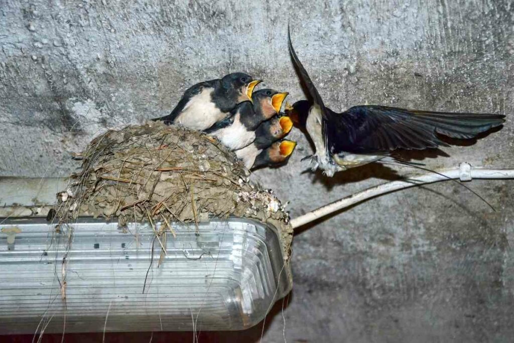 When Is The Best Time To Knock Down Swallows Nests?