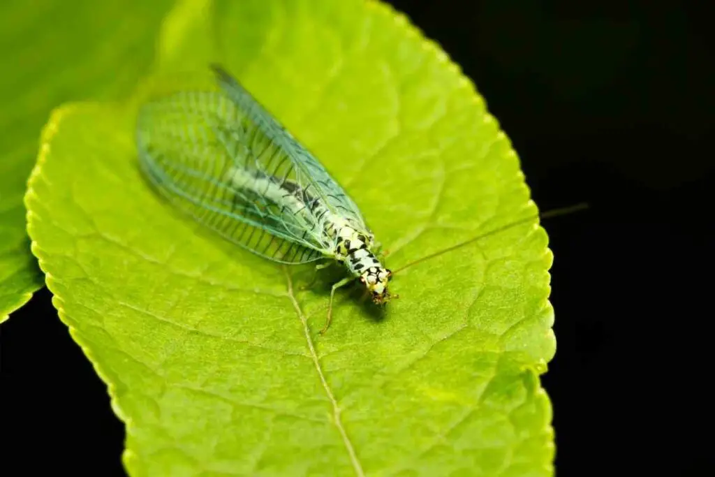 Attract lacewings garden