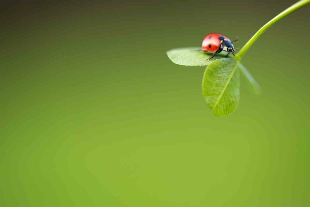 Are Ladybugs and Ants Natural Enemies?
