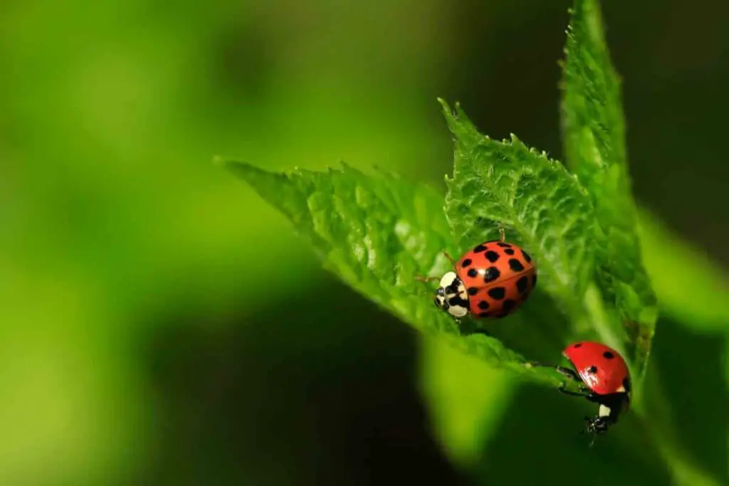 Ladybugs playing around