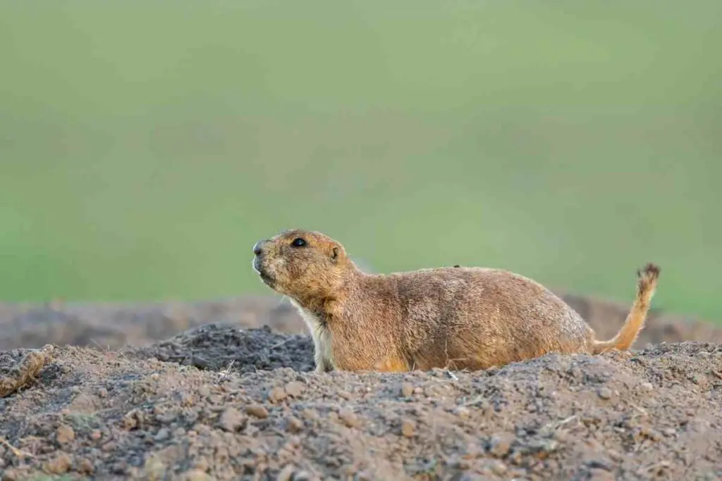 Mexican Prairie Dog, Cynomys Mexicanus