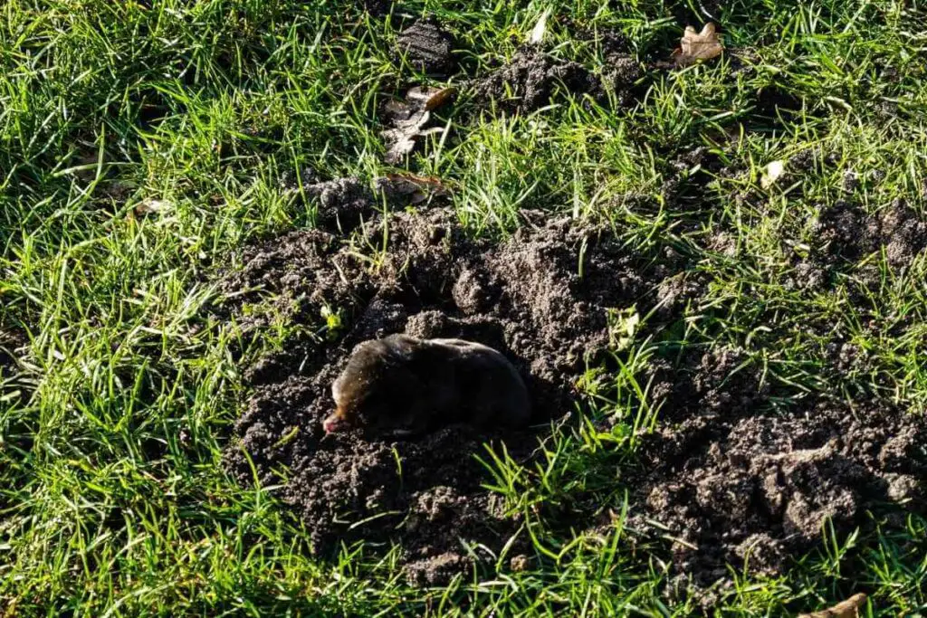How Do I Get Rid Of Moles In My Yard At Night?