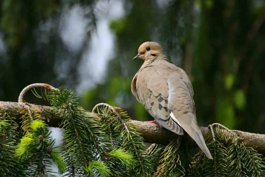 Which Birds Sound Like Owls?