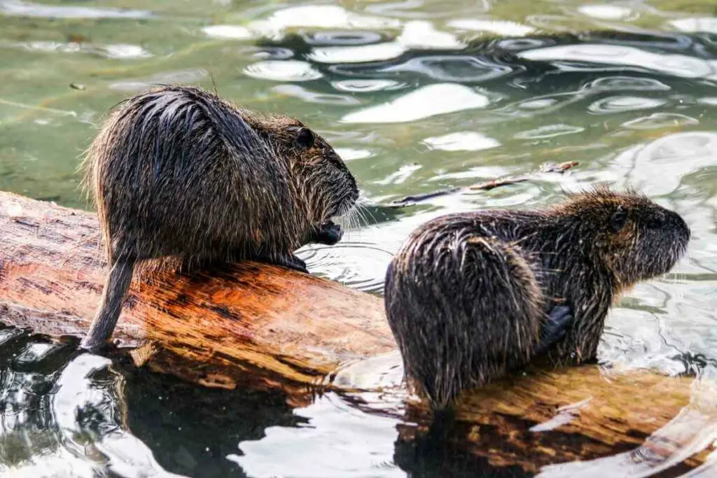 Muskrats have a nasty bite