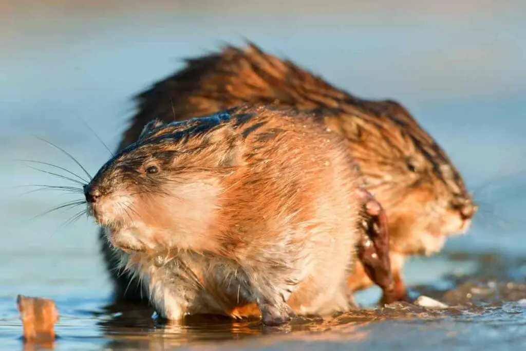 The dangers of muskrats