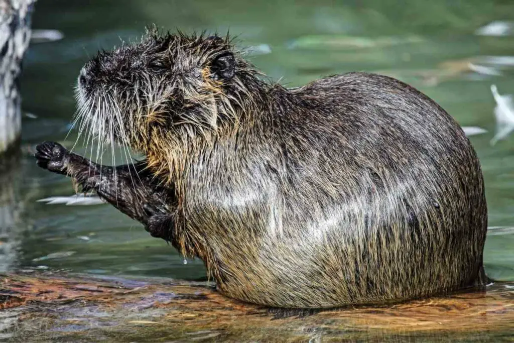 Muskrats can have diseases