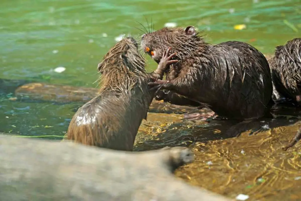 Muskrats fighting