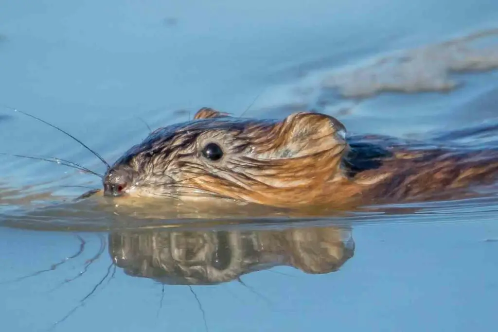 Getting rid of muskrats in ponds