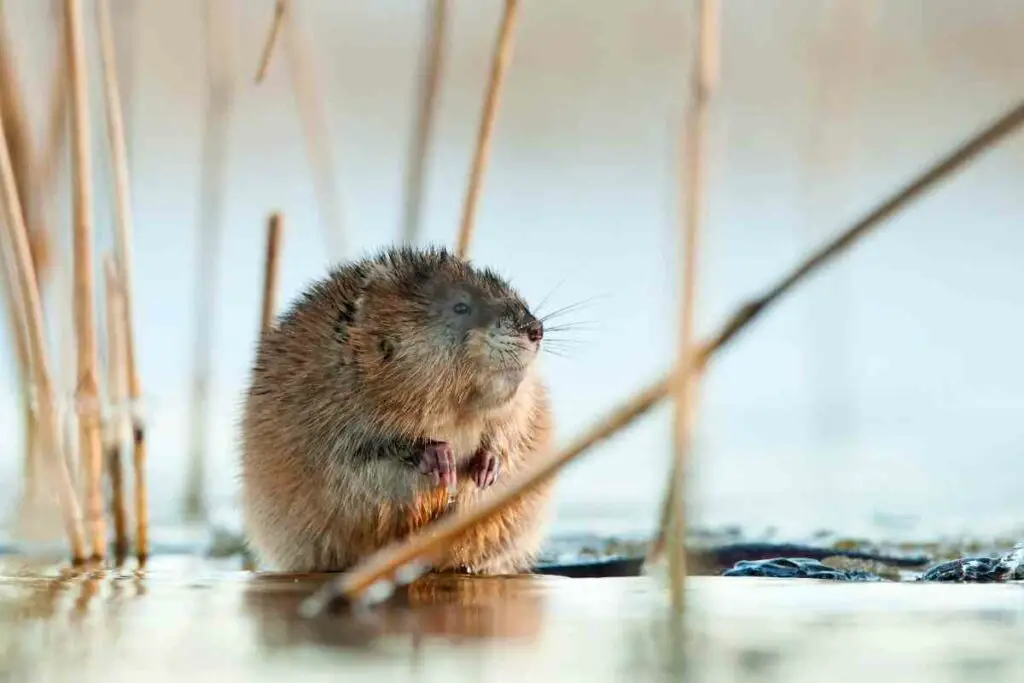 Get rid of muskrat from your pond