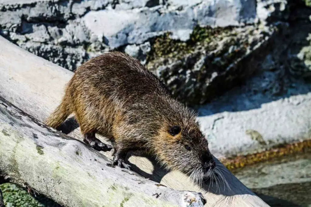 Wild muskrat dangers