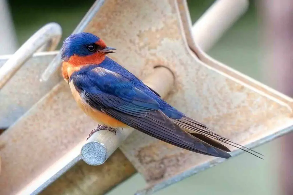 Blue Barn Swallow bird