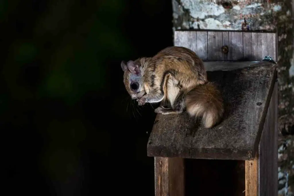 Northern Flying squirrel at night