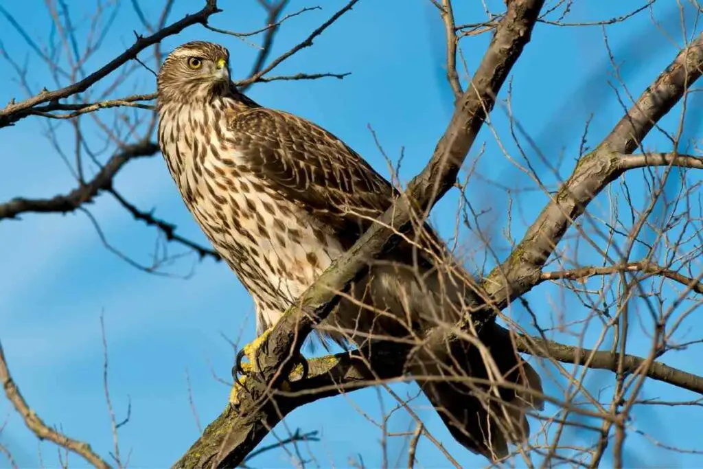 Northern Goshawk in the US