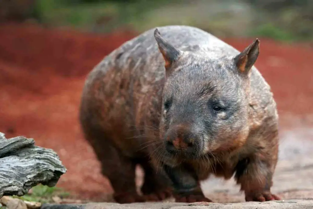 Northern Hairy-nosed Wombats facts for kids