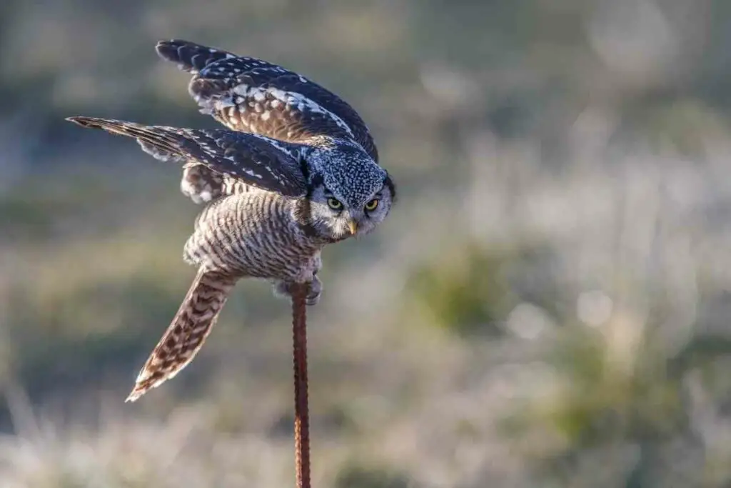Northern Hawk Owl hoots