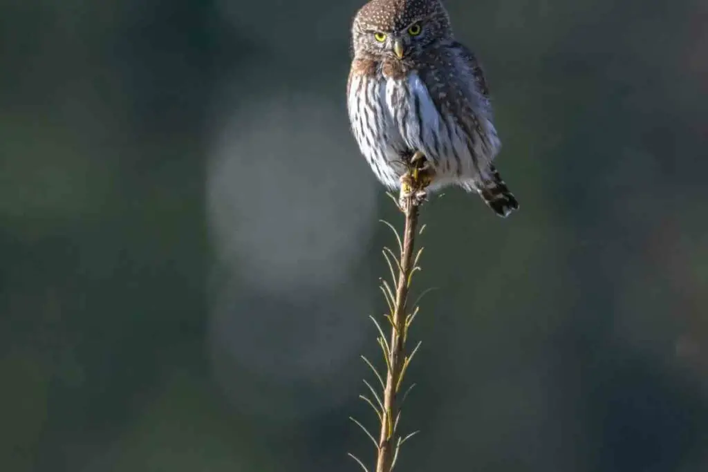 Northern Pygmy-Owl hoots