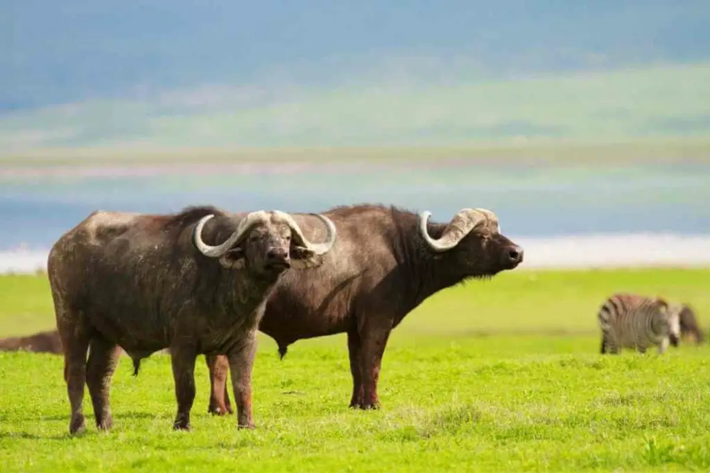 What Nutrients Do Buffalo Need in the Dry Season?