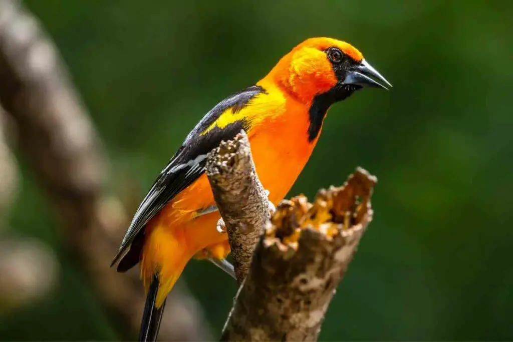 Orioles attractive bird