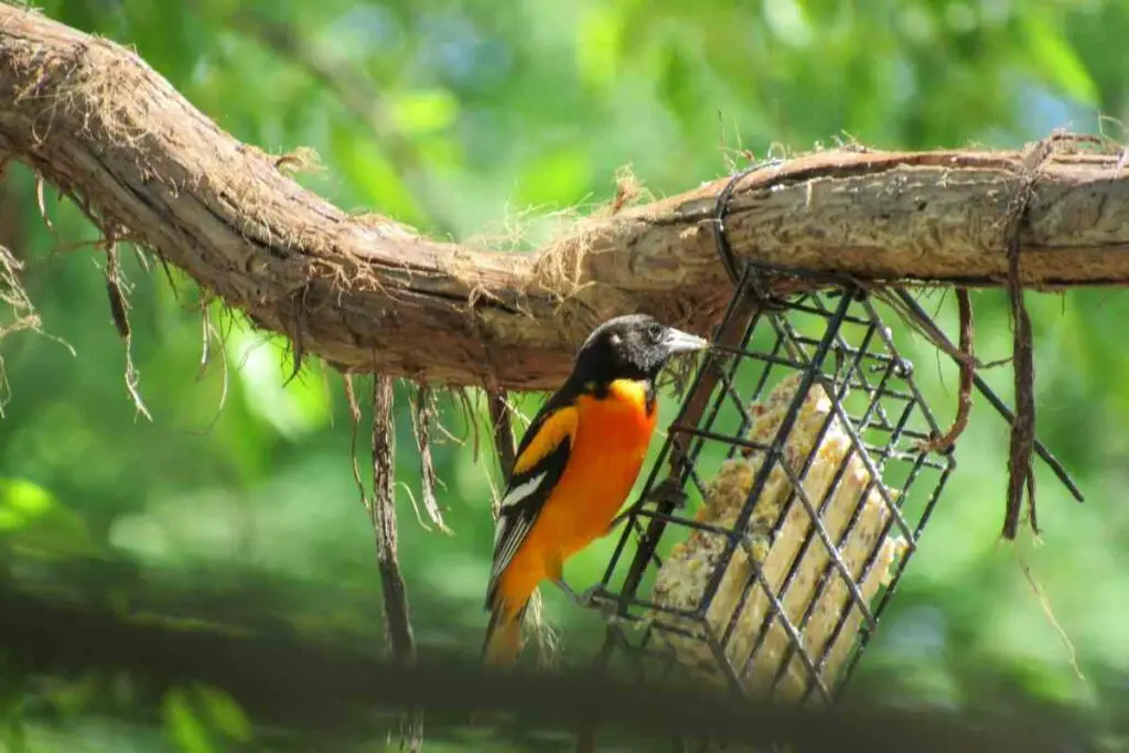 Orioles feeder in a backyard