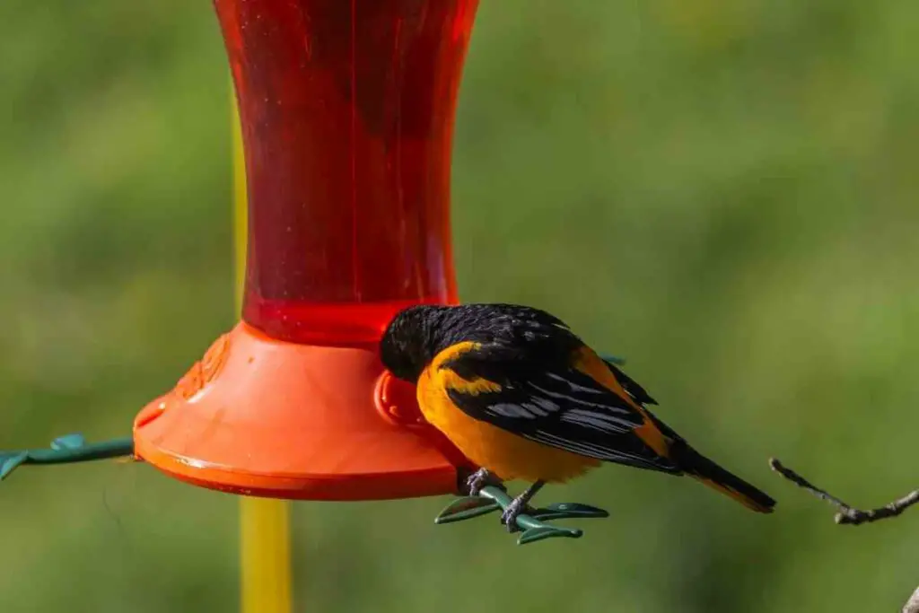 Orioles water source in backyard