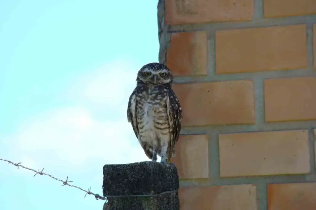 Owl hooting during daytime reasons