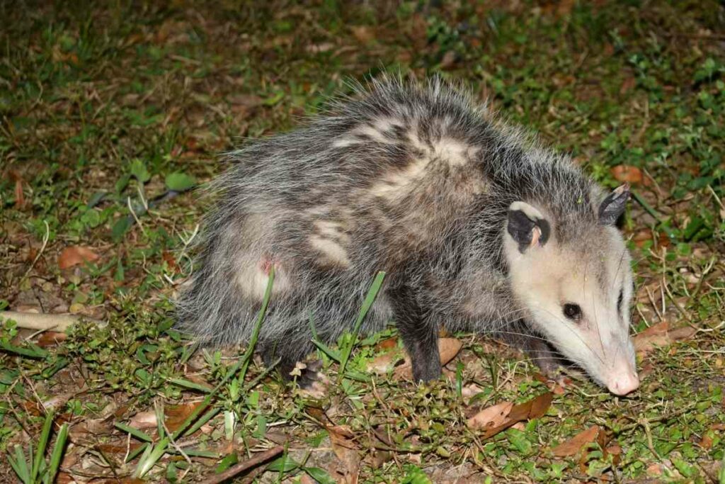 Opossum eating night