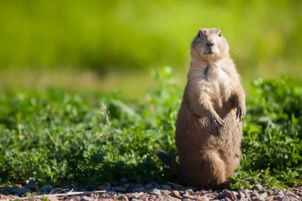 Prairie dog species