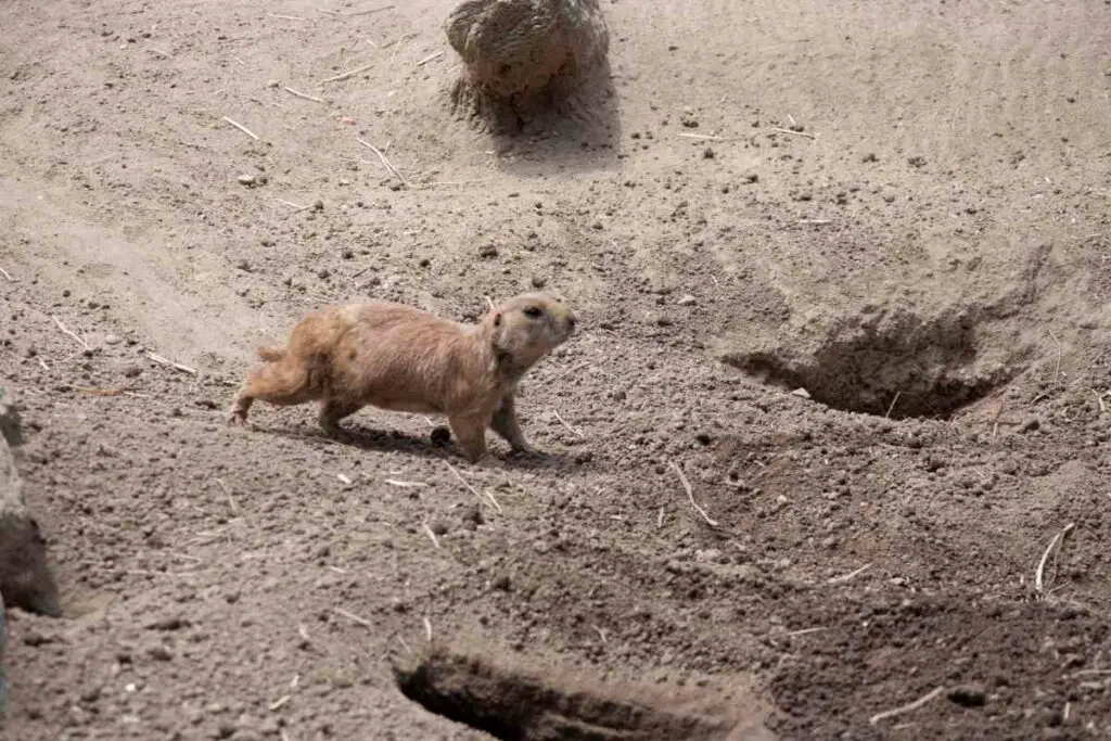 Prairie dogs digging in the dirt